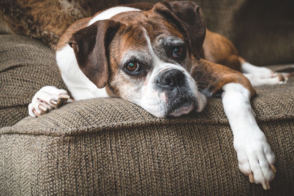 Managing Chronic Conditions in Senior Pets: Tips for Long-term Care