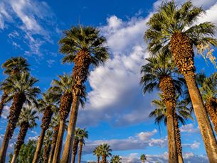 Palm Desert