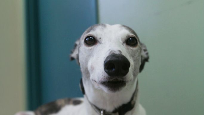 black and white dog