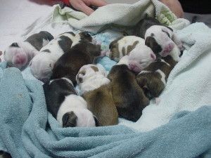 newborn puppy