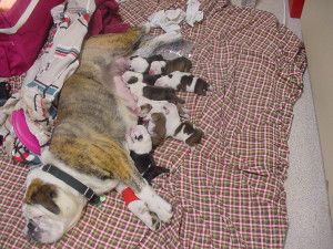 lactating mother dog