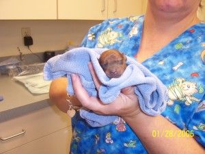 newborn pup