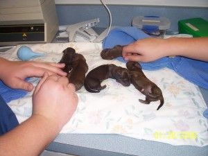puppies