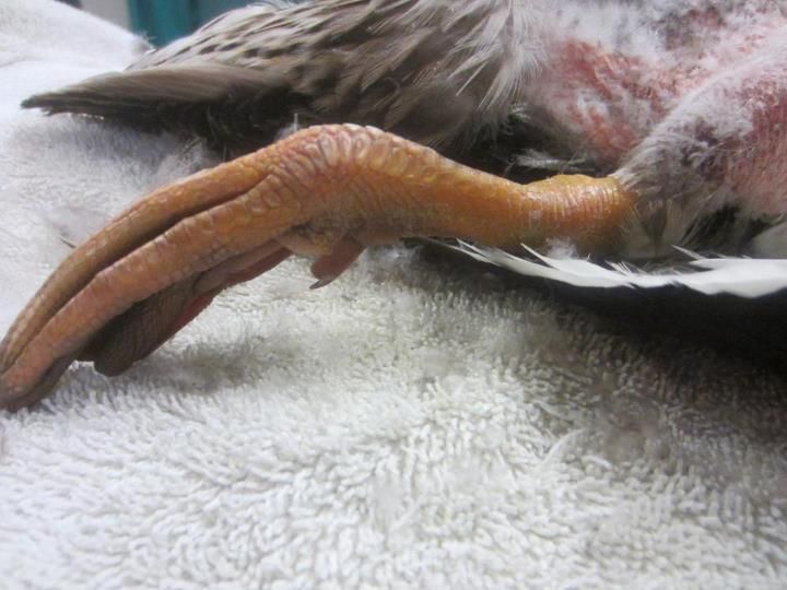 emergency veterinarian