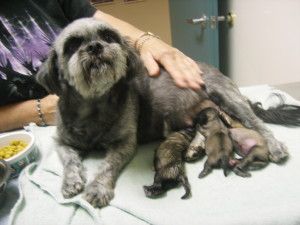 puppies drinking from mother dog