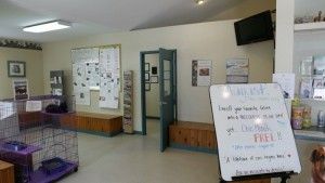 all creatures animal hospital