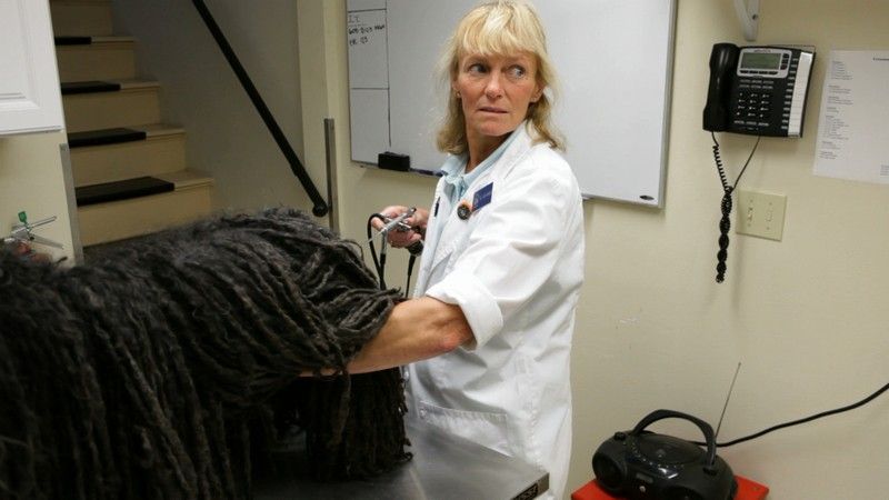 pet check up