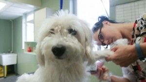 pet grooming