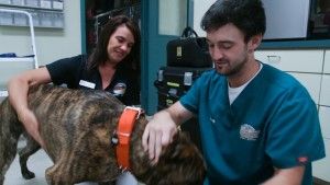 pet hospitalization