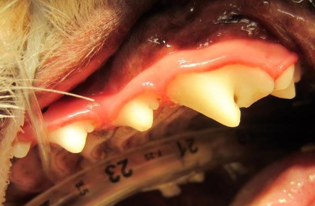 vet dentist