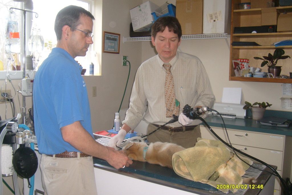 pet endoscopy