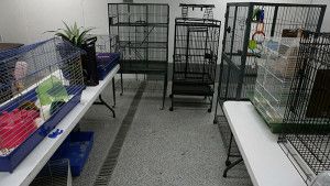 exotic animal pet boarding