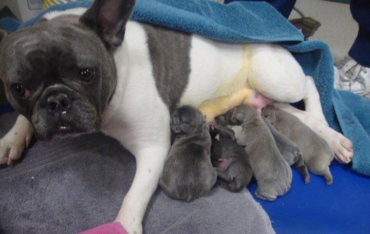 newborn puppies