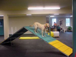 dog training activity