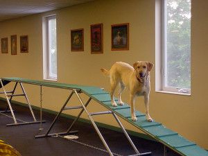 dog training