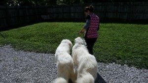 training dogs