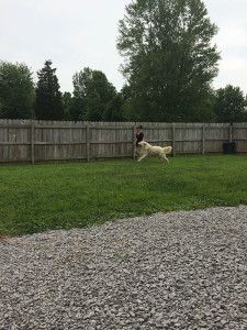 dog training