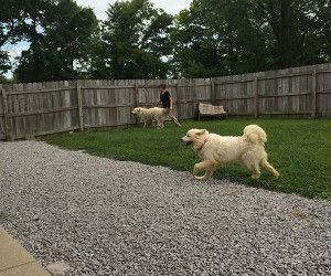 eastside kennels