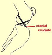 knee anatomy