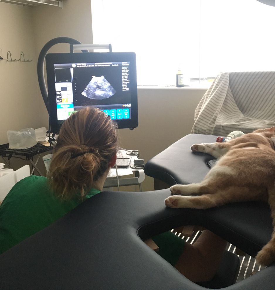 pet ultrasound