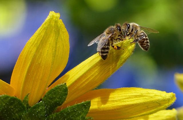 Honeybees are Modern-day Canaries in the Coal Mines