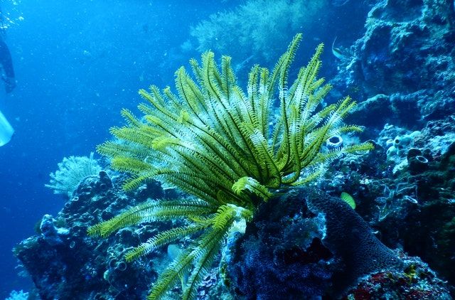 Medicinal Uses of Seaweeds