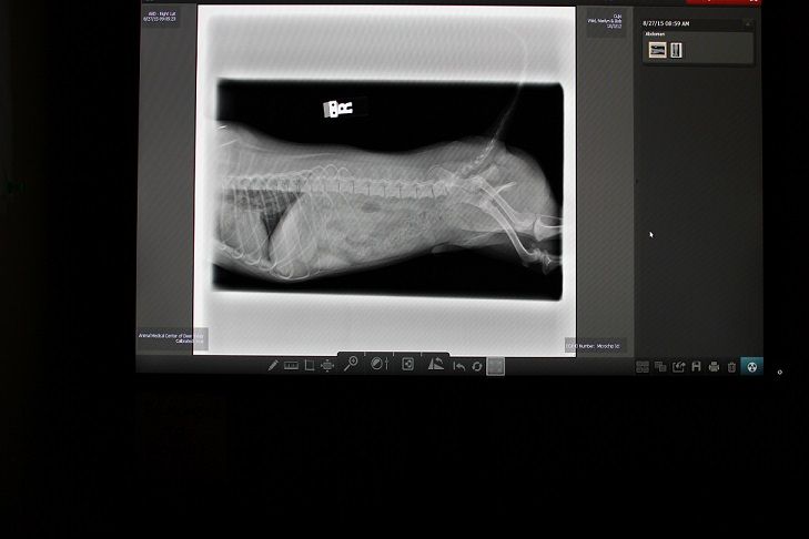 Radiology