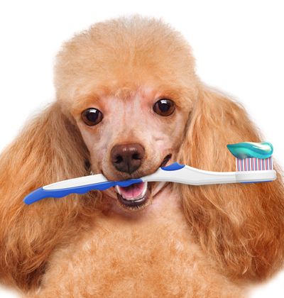 dog biting a toothbrush