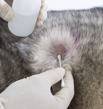 vet curing a dog's wound