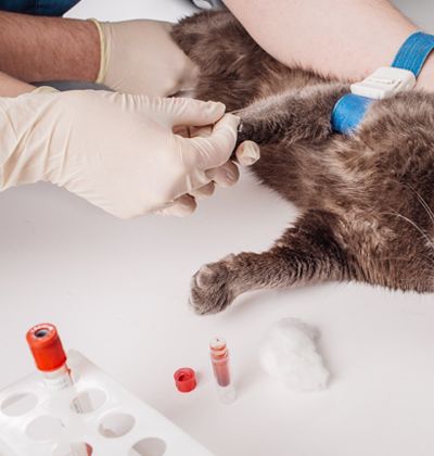 dog in a veterinary clinic