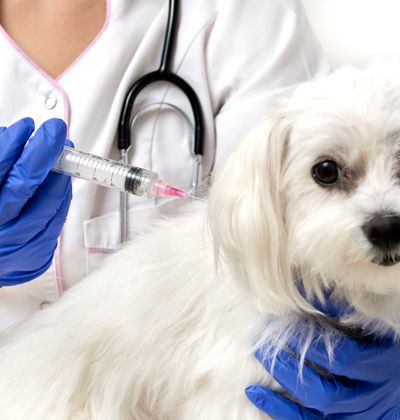 dog vaccinated by a vet