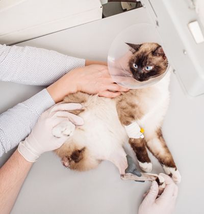 cat in a veterinary clinic