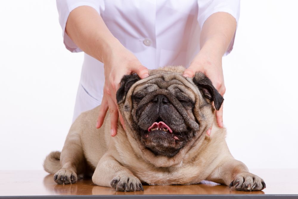 The Benefits of Massaging Your Dog