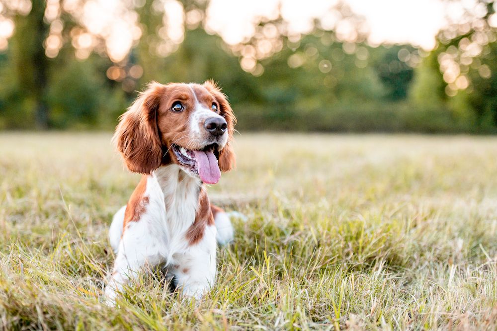 5 Things a DNA Test Can Tell You About Your Dog
