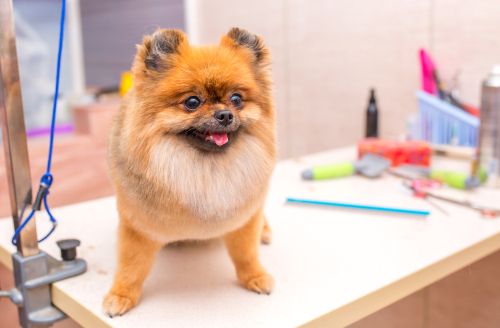 The Benefits of Professional Pet Grooming