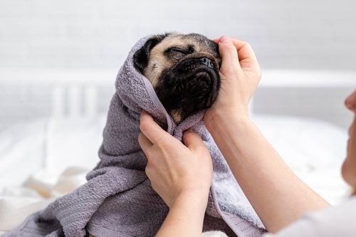 The Benefits of Professional Pet Grooming