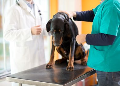 harmony vet san diego harmony vet san diego