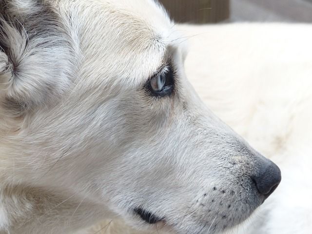 pet euthanasia
