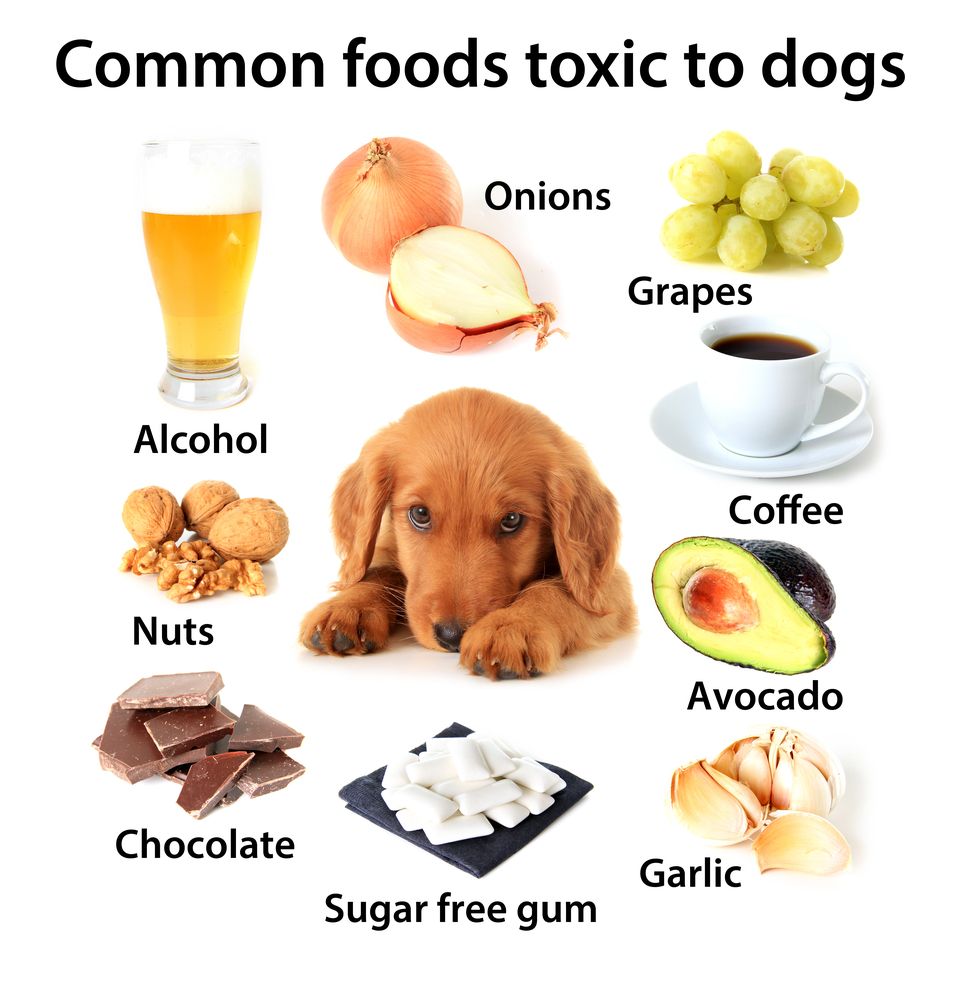 Common Household Items That Are Toxic to Pets