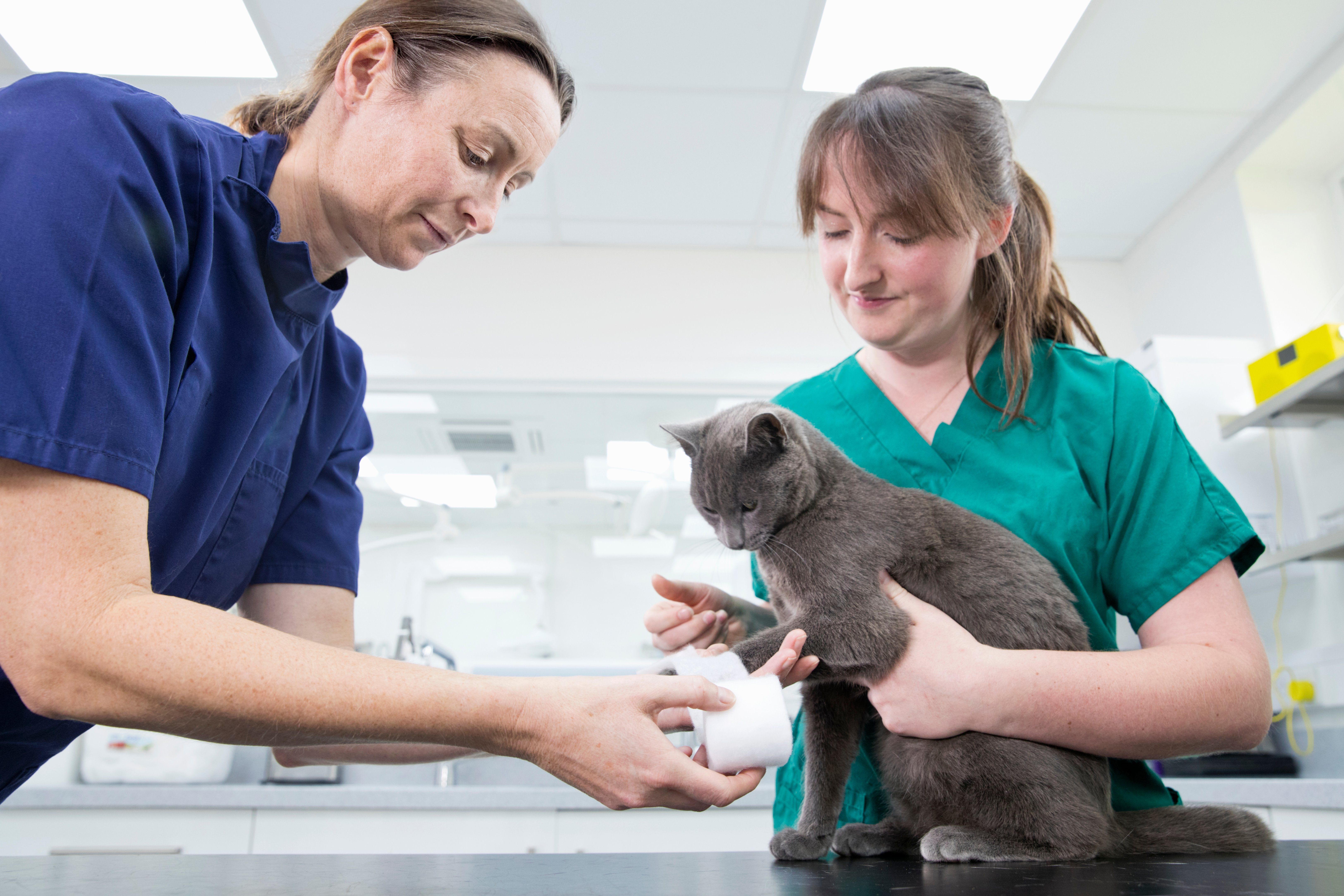 10 Ways to Prepare for an Emergency Vet Visit