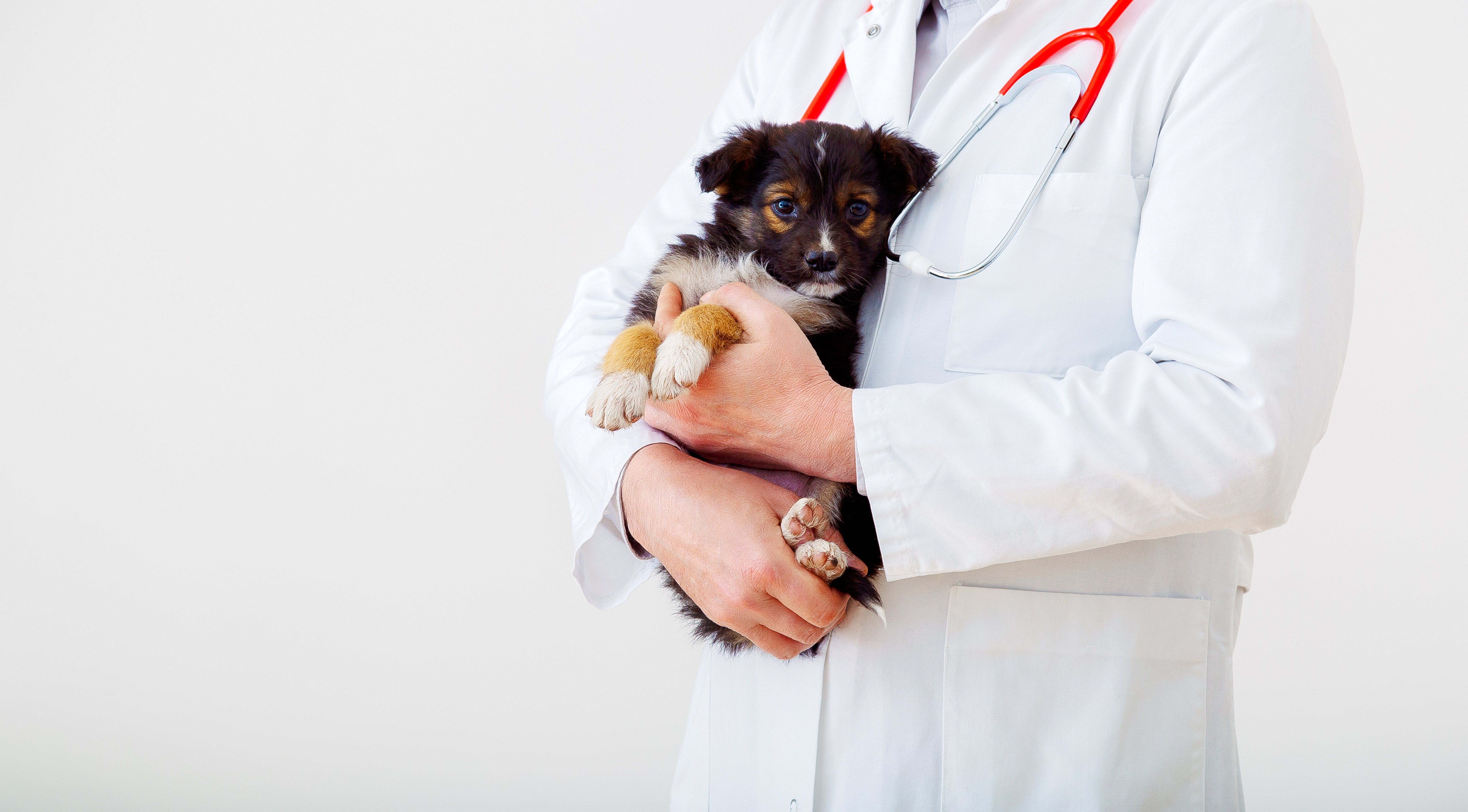 Common Pet Emergencies and What to Do