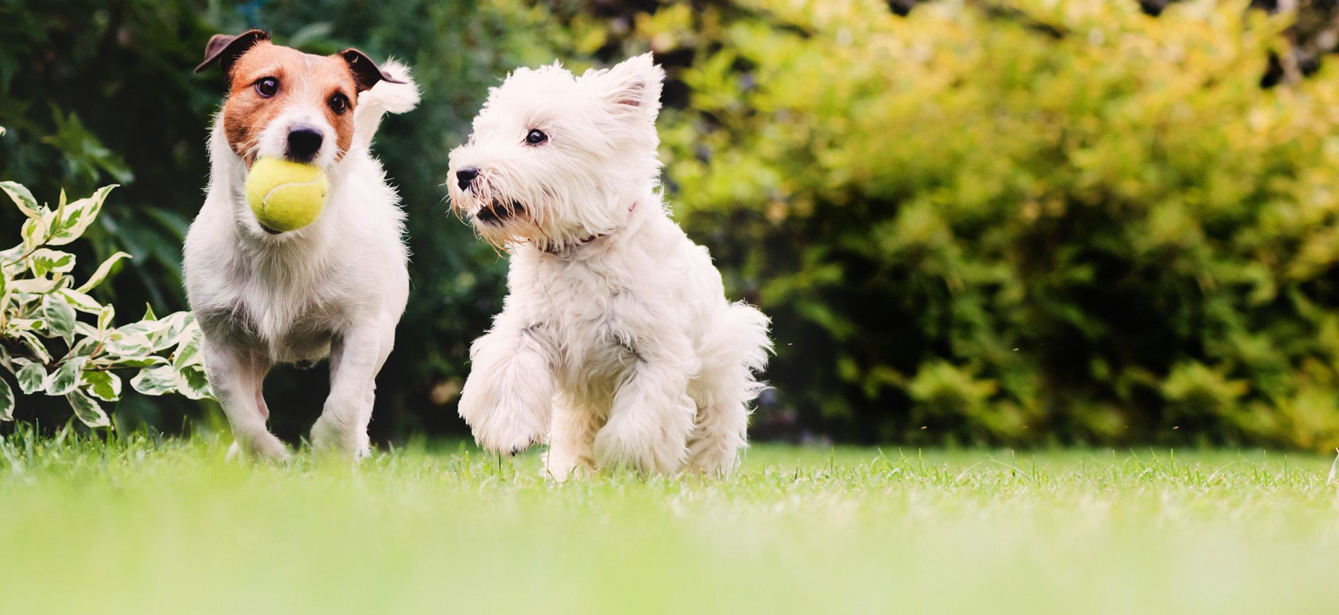 dogs playing outside