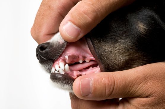 pet dental services