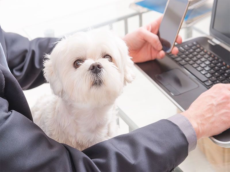 Client with his dog