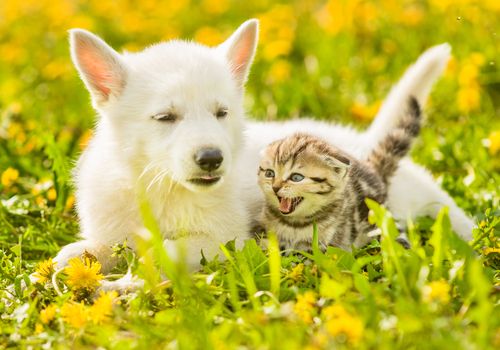 cat and dog playing together