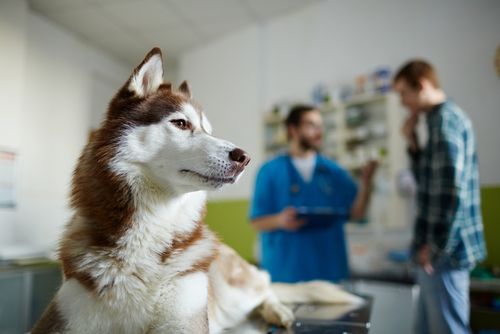 dog