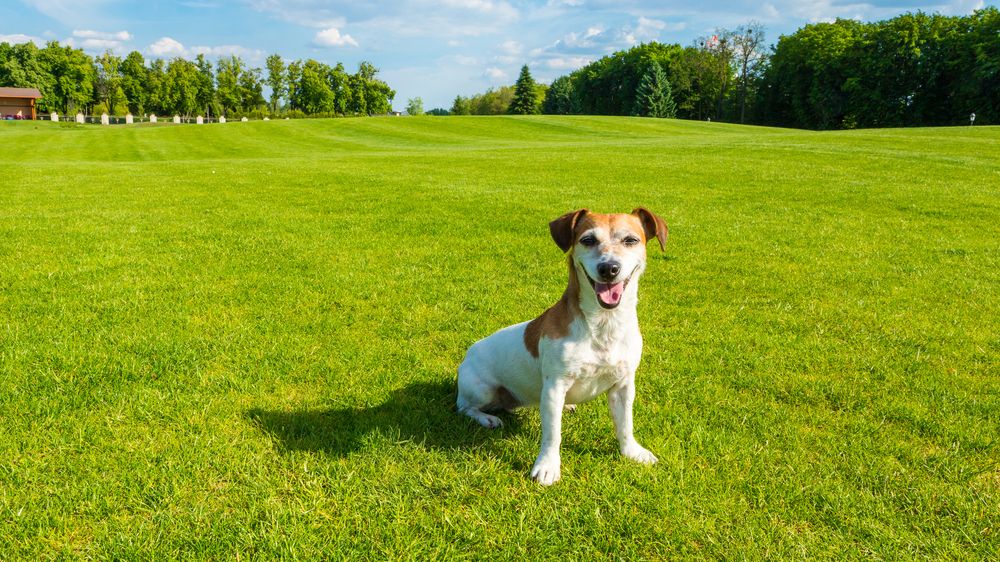 dog