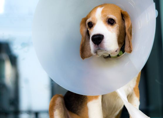 dog in a cone