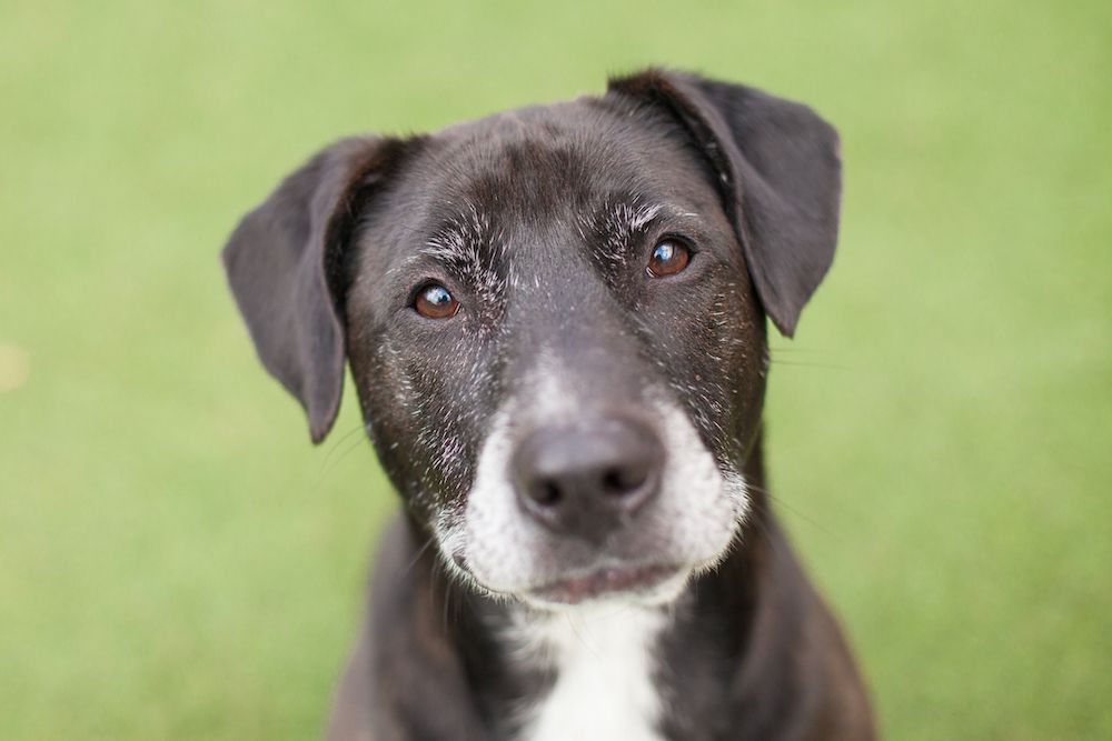 Blog - Veterinarian in Madison AL | Madison Animal Care Hospital Blog - Veterinarian in Madison AL | Madison Animal Care Hospital