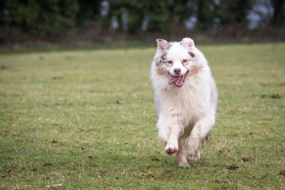 happy dog